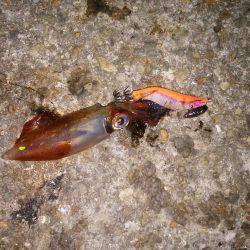 ケンサキイカ過去最多